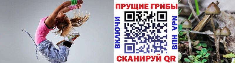 дарнет шоп  Таганрог  Галлюциногенные грибы Psilocybine cubensis 